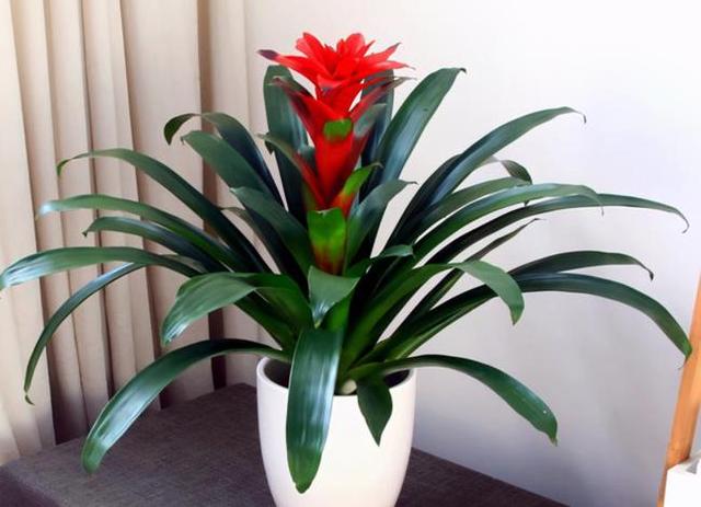 适合冬季室内养的花_冬季室内养适合花草吗_冬季室内养适合花的植物