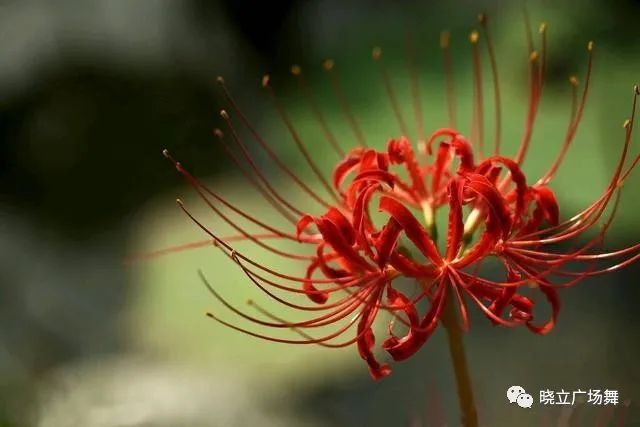 这花“仙气”十足名叫石蒜，看到花型，人们却不爱养