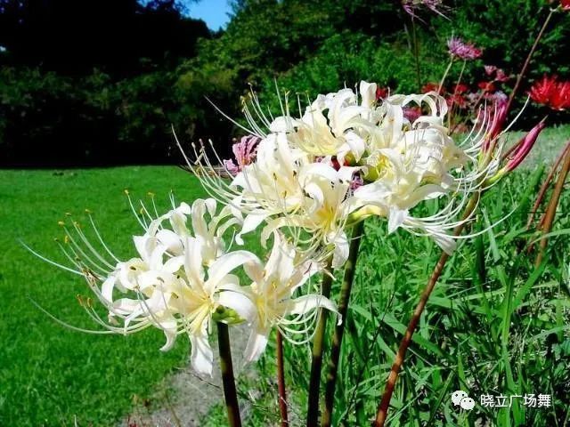 石蒜花可以养在家里吗_石蒜花可以养在家里吗_石蒜花可以养在家里吗