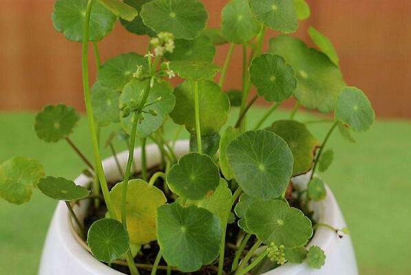 室内花卉排行_室内养花排行榜_室内最好养的花卉排名