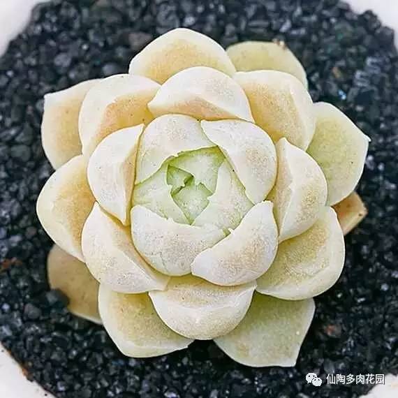阿尔巴白月影多肉_阿尔巴白月影多肉_阿尔巴白月影多肉