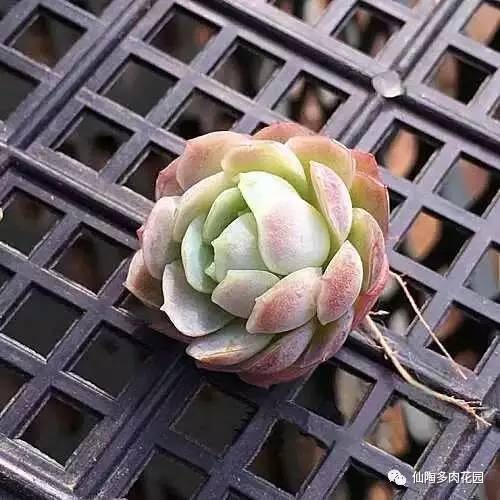 阿尔巴白月影多肉_阿尔巴白月影多肉_阿尔巴白月影多肉