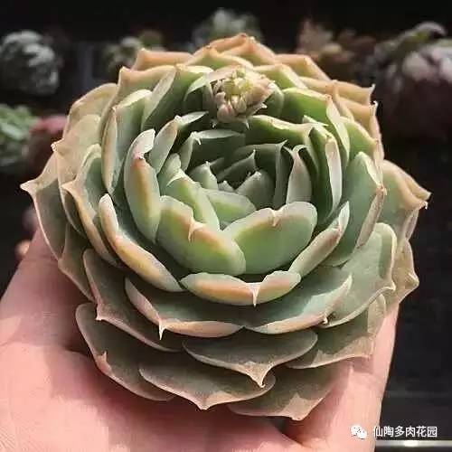 阿尔巴白月影多肉_阿尔巴白月影多肉_阿尔巴白月影多肉