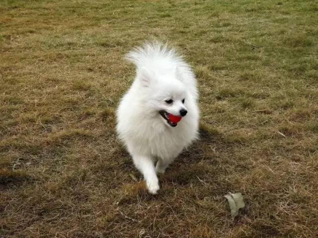 小型犬建议养哪个_养狗小型犬_好养的小型犬