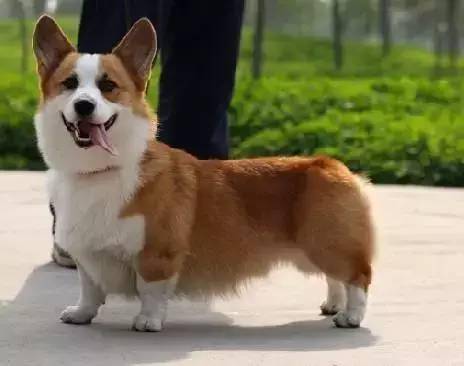 养狗小型犬_好养的小型犬_小型犬建议养哪个