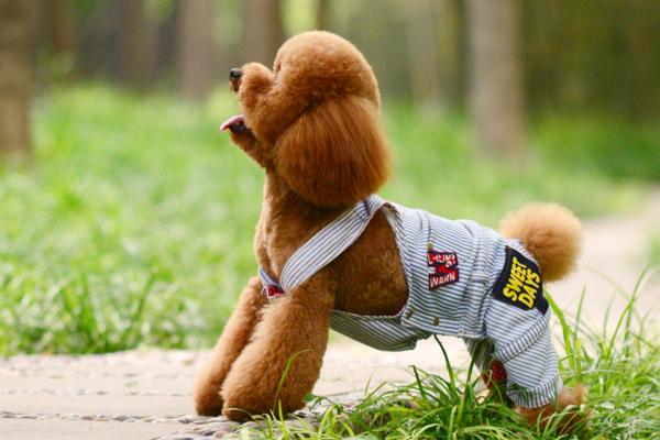 小型犬建议养哪个_小型犬好养_好养的小型犬