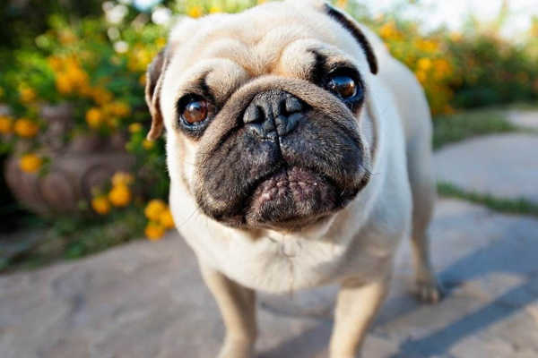 好养的小型犬_小型犬建议养哪个_小型犬好养