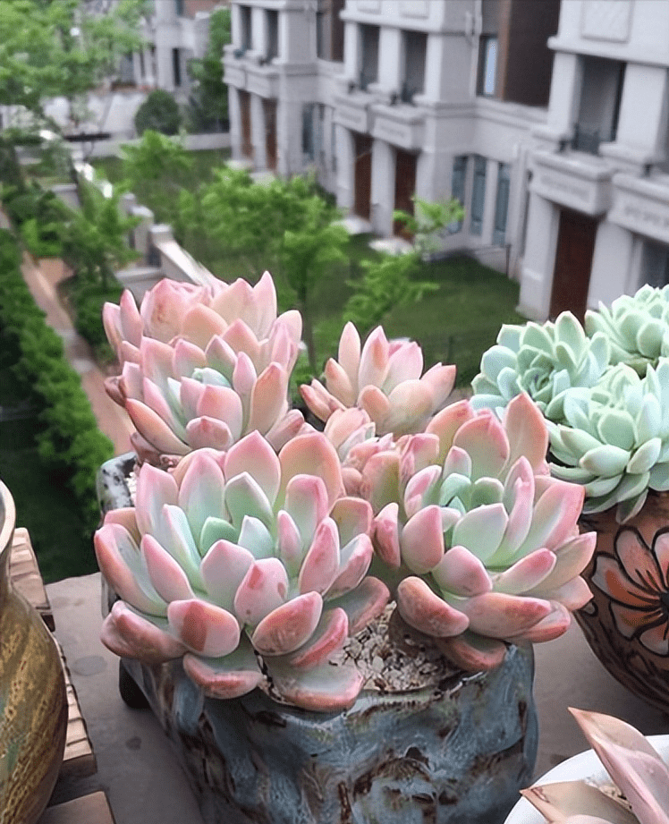 美人灯小说_美人灯是什么_灯美人多肉