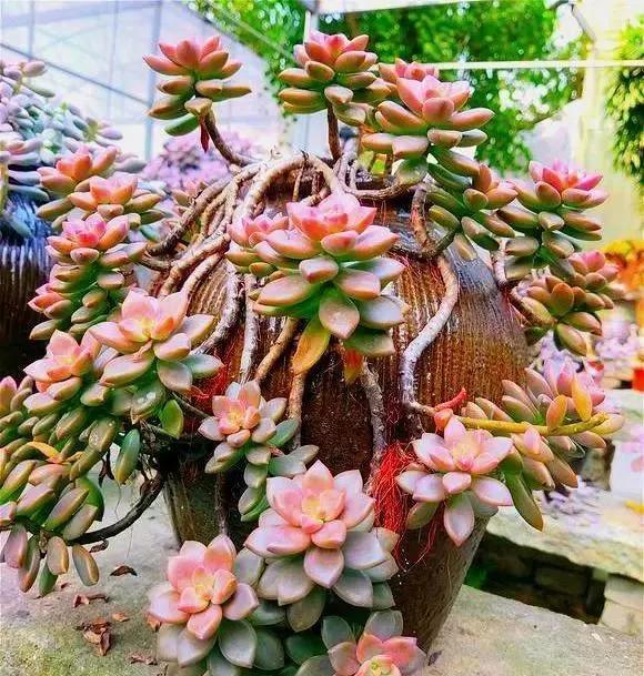 多肉长白虫_多肉长白虫子用什么药效果好_多肉植物白虫子