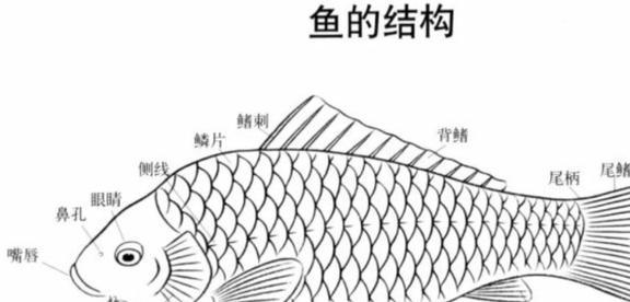 观赏鱼清道夫的种类_观赏鱼清道夫算不算鱼类_观赏种类鱼清道夫怎么养