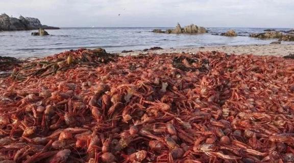 观赏鱼清道夫的种类_观赏种类鱼清道夫怎么养_观赏鱼清道夫算不算鱼类
