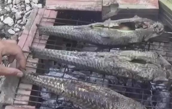 观赏鱼清道夫的种类_观赏种类鱼清道夫怎么养_观赏鱼清道夫算不算鱼类