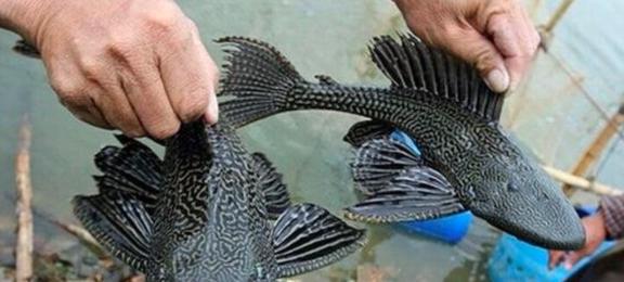 观赏鱼清道夫算不算鱼类_观赏种类鱼清道夫怎么养_观赏鱼清道夫的种类