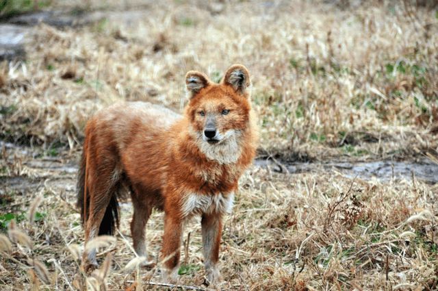 狐狸动物犬科是什么_狐狸是犬科动物吗_狐狸犬科动物