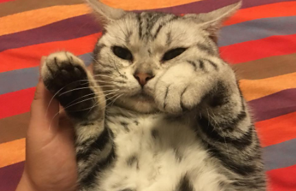 猫咪叫唤回事是什么意思_猫咪叫唤是怎么回事_猫咪一直叫唤是怎么回事