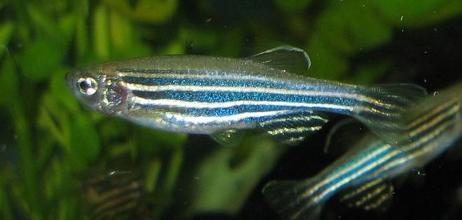 五颜六色的荧光小鱼，竟然应用了转基因技术