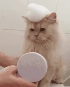 人洗澡的沐浴露能给猫洗吗_猫咪可以用人的沐浴露洗澡吗_猫沐浴露可以用人的吗