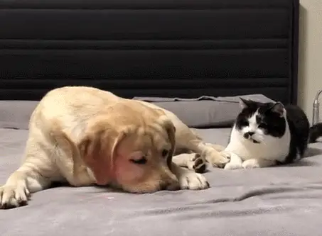 猫沐浴露可以用人的吗_猫咪可以用人的沐浴露洗澡吗_人洗澡的沐浴露能给猫洗吗