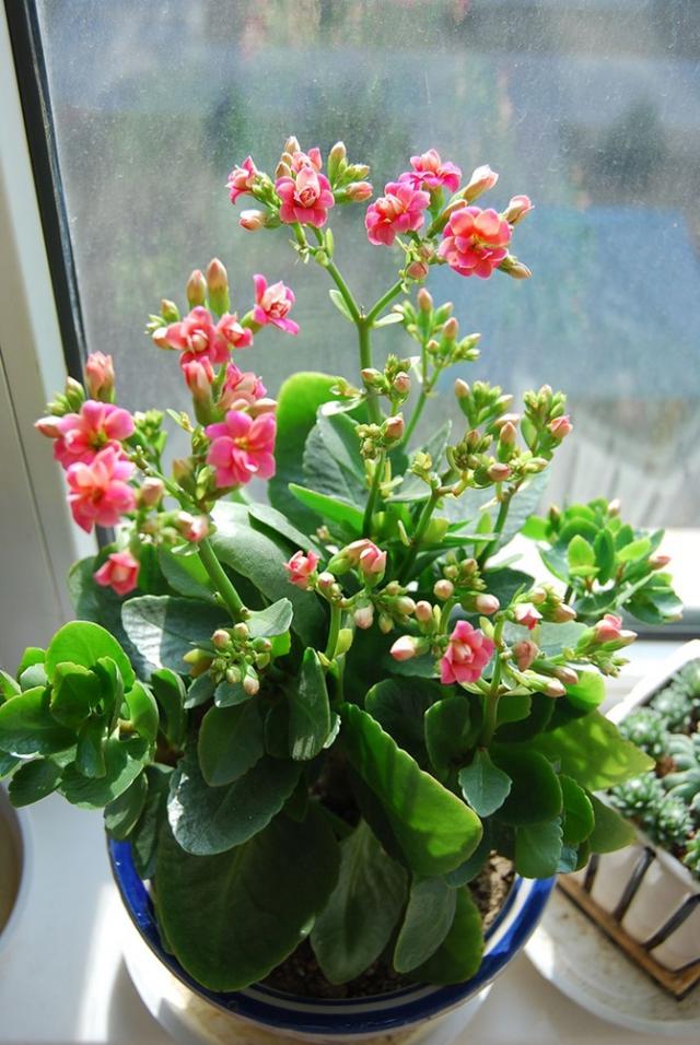 适合室内养的10种开花植物