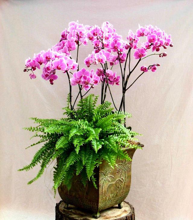 花卉卧室养植物适合什么颜色_最适合卧室养殖的花卉排行榜_适合卧室养的植物花卉