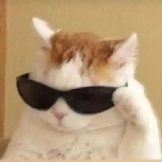 成猫是几个月到几个月_成猫是几个月_猫成年期是几个月