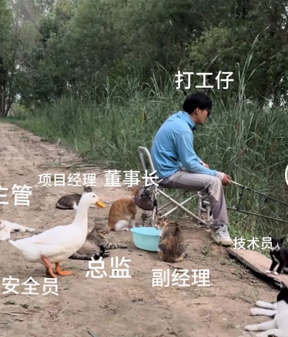 猫成年期是几个月_成猫是几个月_成猫是几个月到几个月