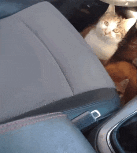 成猫是几个月到几个月_猫成年期是几个月_成猫是几个月