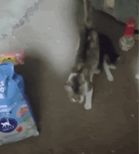 成猫是几个月到几个月_成猫是几个月_猫成年期是几个月