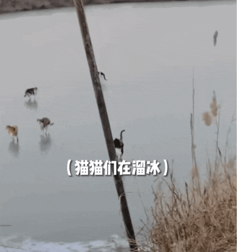 成猫是几个月_成猫是几个月到几个月_猫成年期是几个月
