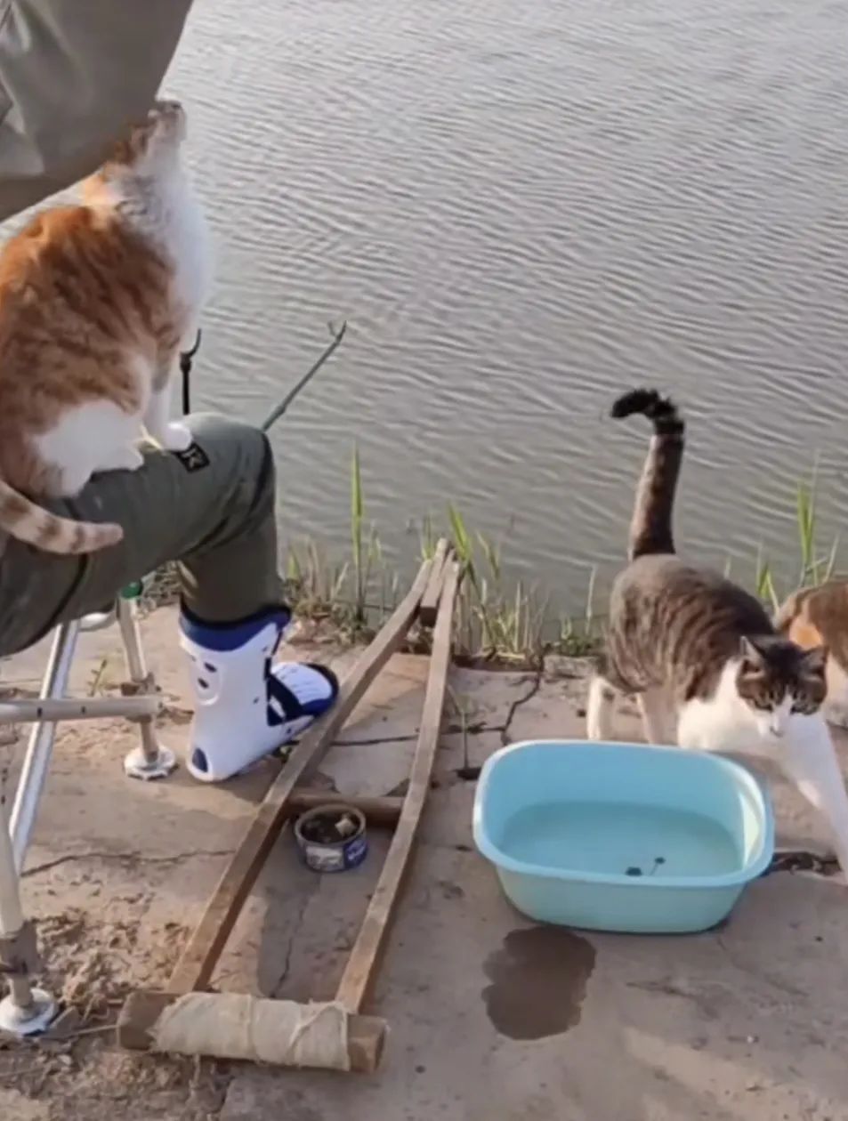 猫成年期是几个月_成猫是几个月到几个月_成猫是几个月