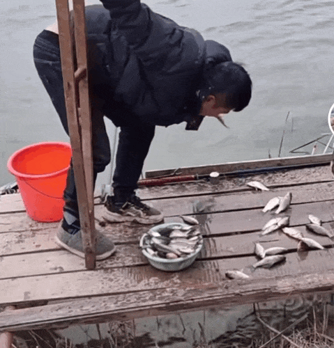 成猫是几个月到几个月_猫成年期是几个月_成猫是几个月