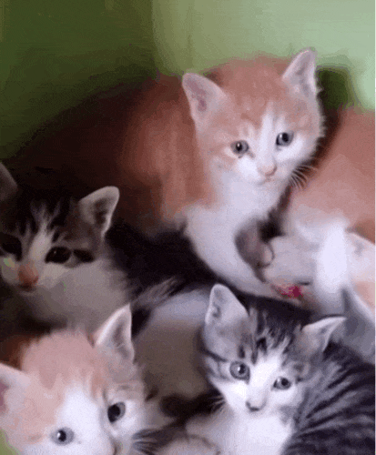 猫成年期是几个月_成猫是几个月_成猫是几个月到几个月
