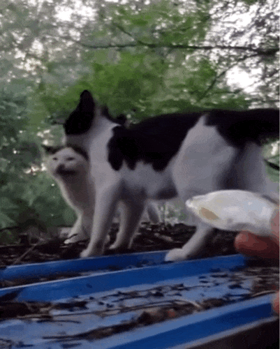 成猫是几个月到几个月_猫成年期是几个月_成猫是几个月