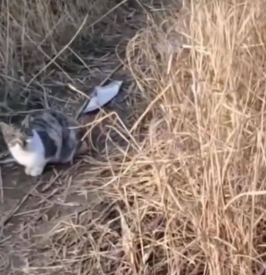 成猫是几个月_猫成年期是几个月_成猫是几个月到几个月