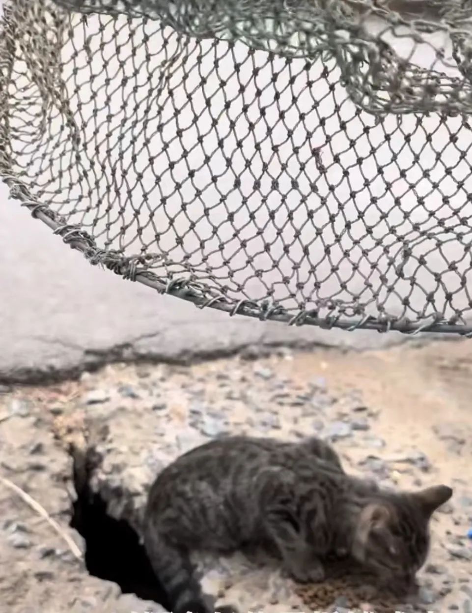 成猫是几个月到几个月_猫成年期是几个月_成猫是几个月