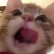 成猫是几个月_成猫是几个月到几个月_猫成年期是几个月