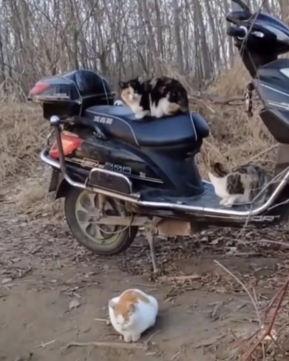 成猫是几个月_成猫是几个月到几个月_猫成年期是几个月