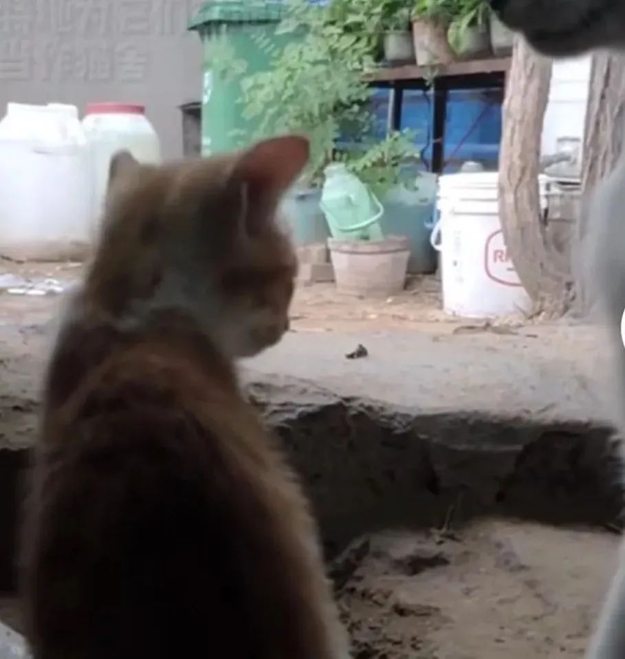 猫成年期是几个月_成猫是几个月_成猫是几个月到几个月