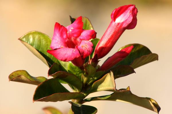 玫瑰种植养护花方法有哪些_玫瑰的栽植与养护_玫瑰花养护种植方法