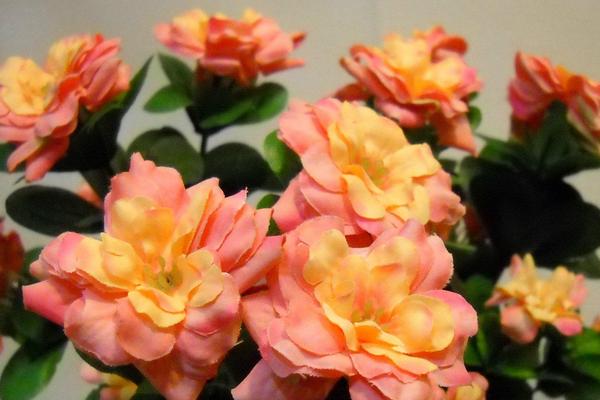 玫瑰花养护种植方法_玫瑰的栽植与养护_玫瑰种植养护花方法有哪些