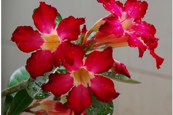 玫瑰花养护种植方法_玫瑰种植养护花方法有哪些_玫瑰的栽植与养护