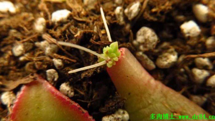 什么叫多肉植物_多肉叫法_多肉植物又名