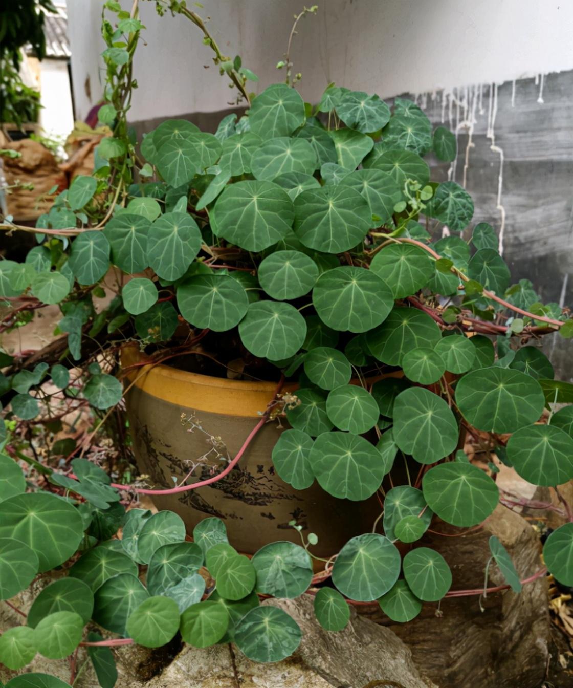 家里适合养植物_家中养植物适合有哪些植物_家中适合养的植物有哪些