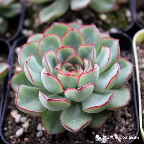 植物多肉花架托盘怎样买_多肉植物花_植物多肉花卉