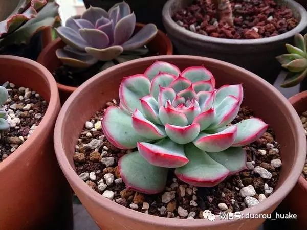 植物多肉花卉_多肉植物花_植物多肉花架托盘怎样买