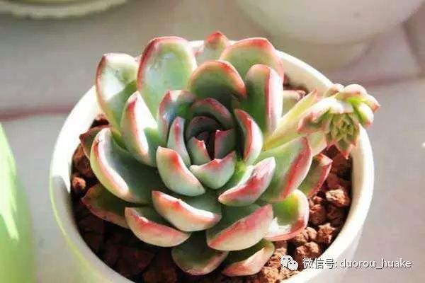 多肉植物花_植物多肉花架托盘怎样买_植物多肉花卉