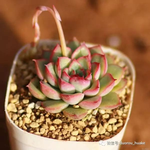 植物多肉花卉_多肉植物花_植物多肉花架托盘怎样买