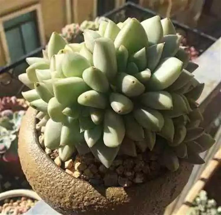 多肉植物又名_多肉植物俗称大全_为啥叫多肉植物