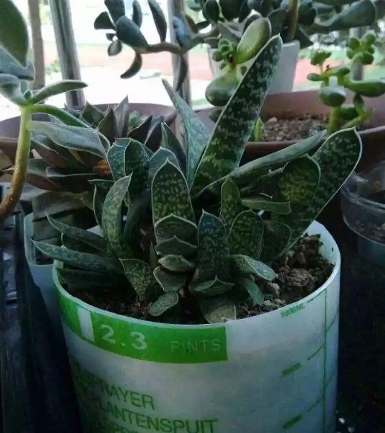 多肉植物又名_多肉植物俗称大全_为啥叫多肉植物