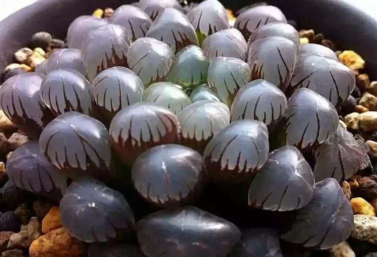为啥叫多肉植物_多肉植物又名_多肉植物俗称大全